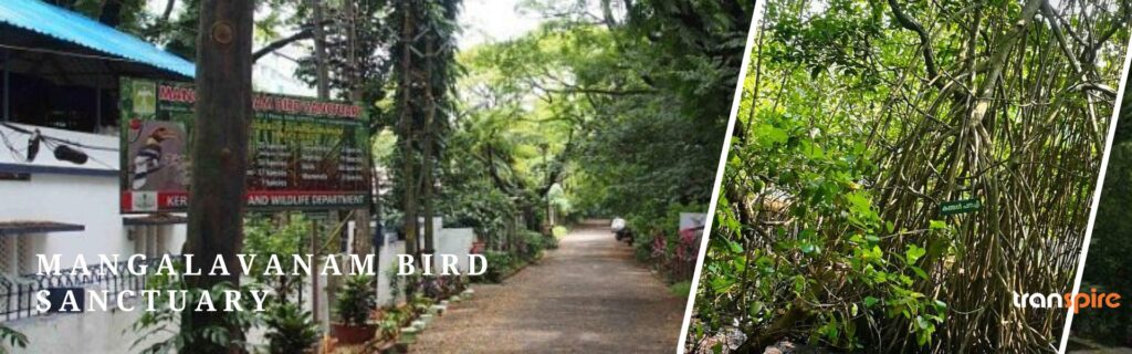 Mangalavanam Bird Sanctuary