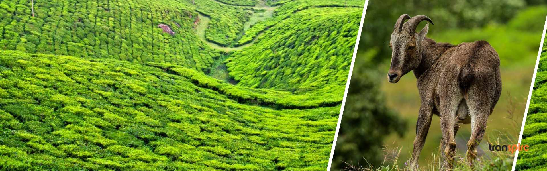 Munnar Tour Package 3 Days 2 Nights from Cochin