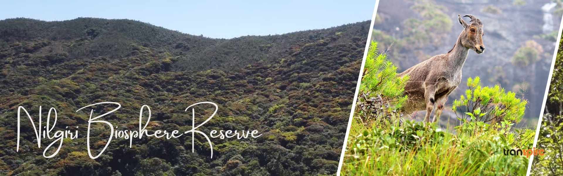 Nilgiri Biosphere Reserve