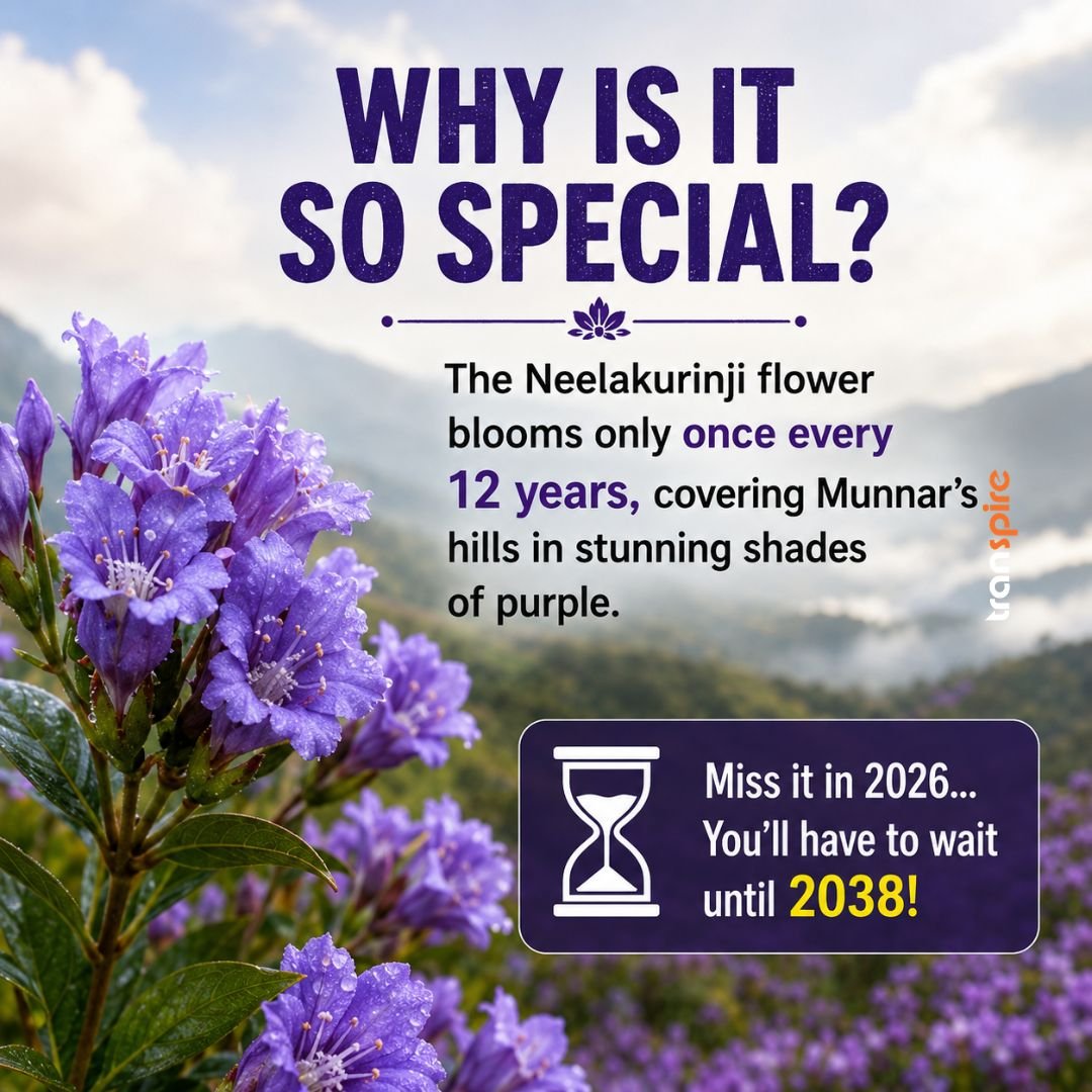 Neelakurinji Bloom Munnar 2026 2 Why Is It So Special? 💜 A Once-in-12-Years Miracle The Neelakurinji flower blooms only once every 12 years, covering Munnar's hills in stunning shades of purple. 📍 Miss it in 2026... ⏳ You'll have to wait until 2038!