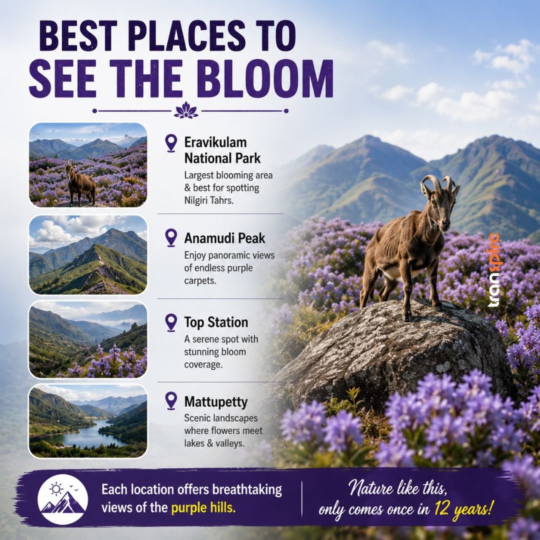 Neelakurinji Bloom Munnar 2026 4 Best Places to See the Bloom 📍 Top Viewing Locations 🌸 Eravikulam National Park 🏔️ Anamudi Peak 🌄 Top Station 🚤 Mattupetty Each location offers breathtaking views of the purple hills.