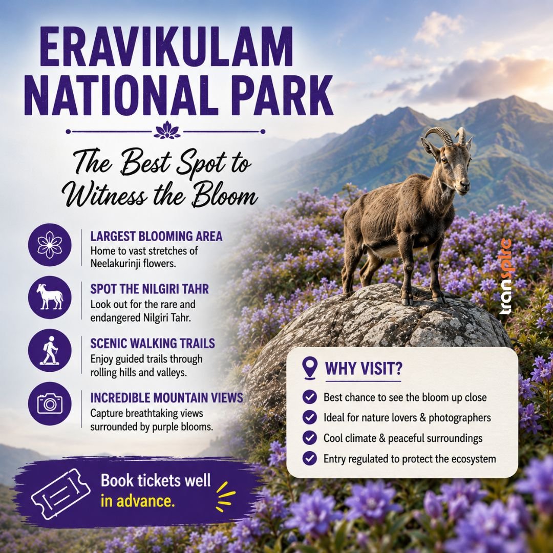 Neelakurinji Bloom Munnar 2026 5 Eravikulam National Park 🌿 The Best Spot to Witness the Bloom Why visit? 💜 Largest blooming area 🐐 Spot the Nilgiri Tahr 🚶 Scenic walking trails 📸 Incredible mountain views 🎟️ Book tickets well in advance.